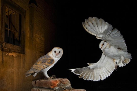 �������� �������� ����� ���