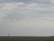   (Pelecanus onocrotalus).  2015,  "-".        -       .