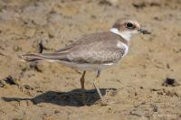 ����� ����