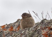 ������� ���������