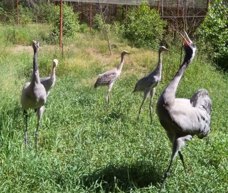 �������� � ��� �������