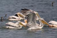 �������� �������