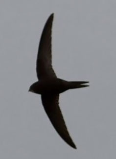 �����-2011: ���� �� ����. 15 ���