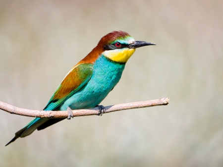 ����� � 2012: ���� �� ����. 5 ��� 