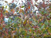 ����� ��������