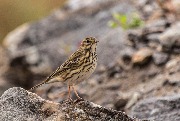   (Anthus campestris)