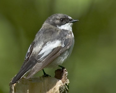 ����� � 2011: ���� �� ����. 25 ������