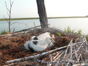 � ���������� �����������  ���� ������ ��������������� ������