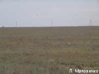 ����������� �������� ����