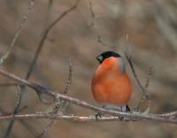 ����������:  3346
����:Thu Apr 6, 2006

