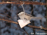 ������_��������