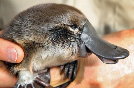 ������� � ����������