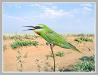 ������� ����� � �������� ������� ������ ��������.
���������� �� ���������� �� ����� - 36 ��.
�������������� ����. (�� ������ �����, ����������� �������.