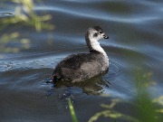 ������. ����������� ������