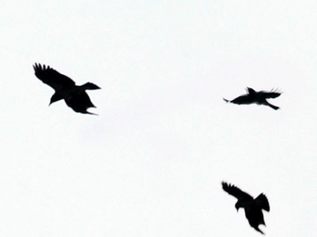 ���������� ����� ������ ���������� �������