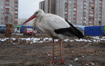 ����� ������ �������� �� ����