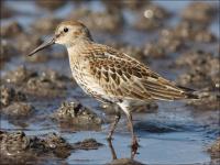 Dunlin_504