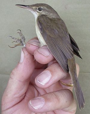 ������ ��� ����� ���������� ���� ����� 