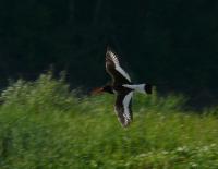 ������������� ���