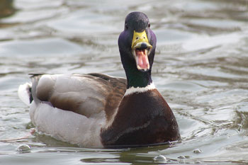 ���������� ��������� ����� ������� ���� �������������