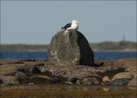 ������� ������� �����