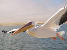 ����������  ��������� ���� ����������