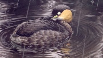 ������������ ������� ���������� ��������� �������� 