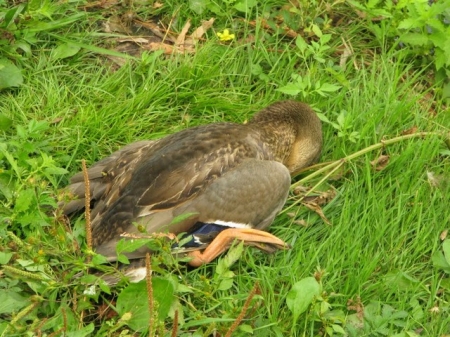 ������������ ������ ���� �� ���������� ������