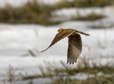 ����� � 2010: ���� �� ����.