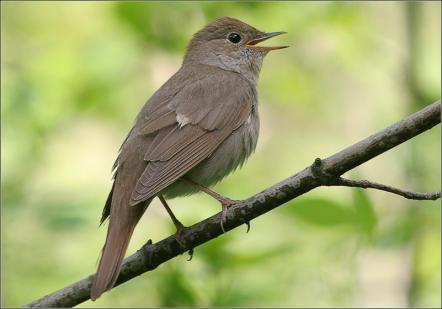 � ������ ��������� ��������