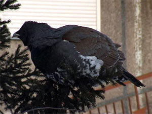 � ������������ ������� �������