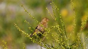   - Carduelis chloris