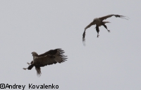 ���������_1