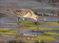 Dunlin_438