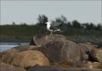 ������� ������� �����