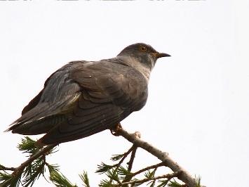 ������� ������� �����������