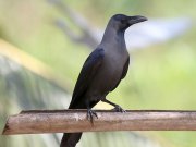 Corvus splendens  Vieillot, 1817	House Crow 
    