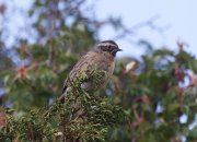 ����������� ���������