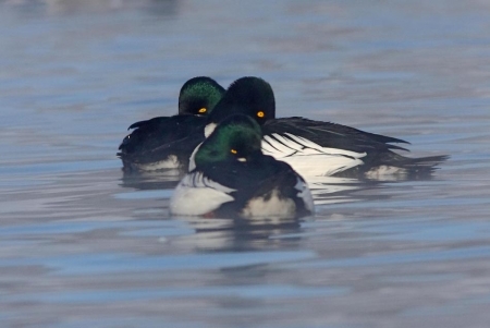 ��������������� �����  ���������� ����� ������������� ���� �� ���� ������. 