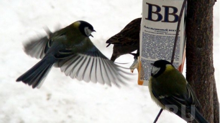 ��������� ������  ��������� ������ 