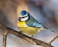 http://smorovoz.ru/flora-fauna/lazorevka-cyanistes-caeruleus.html