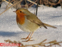 ����� ����: 29-31 �����