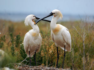 ���������� ���������� ����� ���� ���������