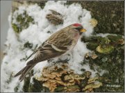 ����� � ��������