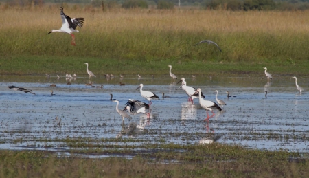 ��� ���������� ���� � �������� �������