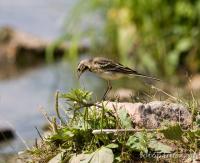 2007_0702Motacilla_flava1515