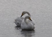 ������-������. ���� �� ������� ������������ �� ��������� �����