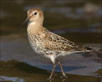 Dunlin_441