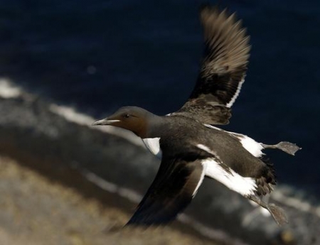 ���������  ��������� �������� �������� ������� ���� 