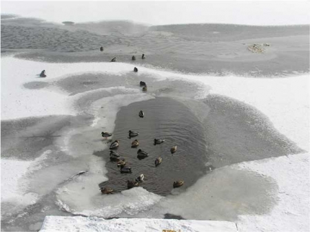 17 ������ 2010 �. - ���� ������������� �� �������� ��������